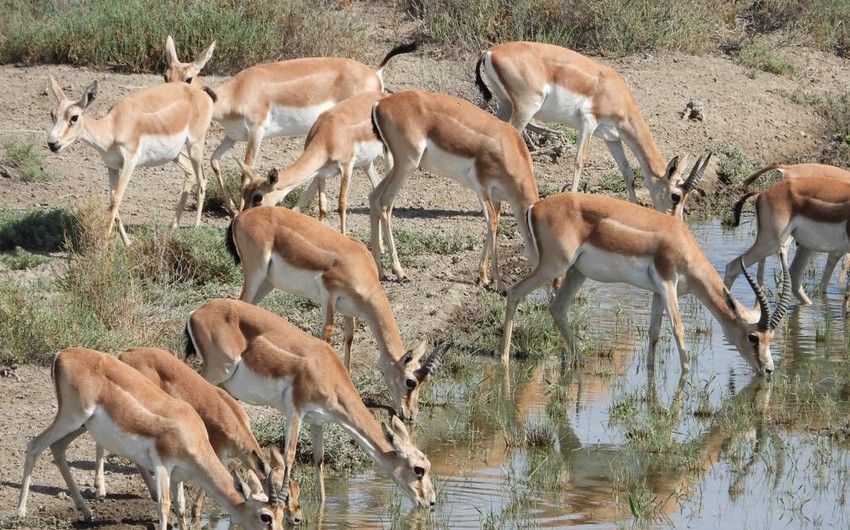 Around 33 gazelles released into liberated territories