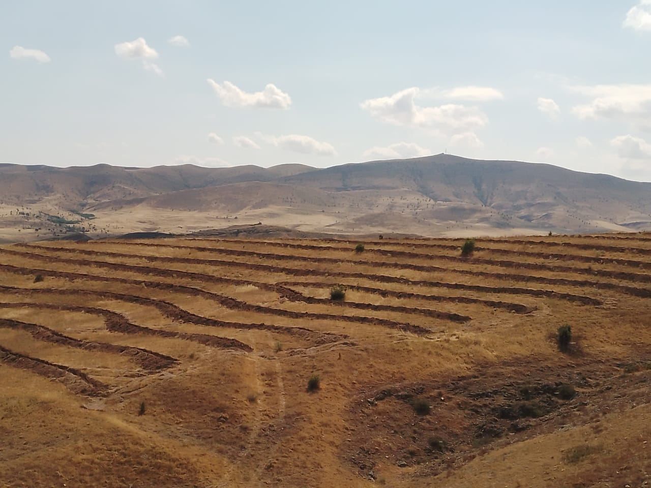 Tree-planting campaign continues in Azerbaijan's Jabrayil [PHOTO]