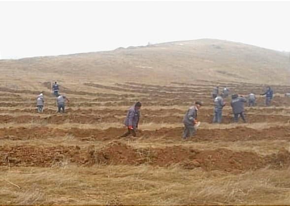 Tree planting in deforested Azerbaijani Jabrayil District underway [PHOTO] - Gallery Image