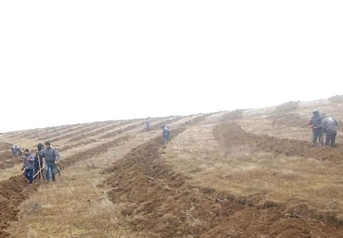 Tree planting in deforested Azerbaijani Jabrayil District underway [PHOTO] - Gallery Image