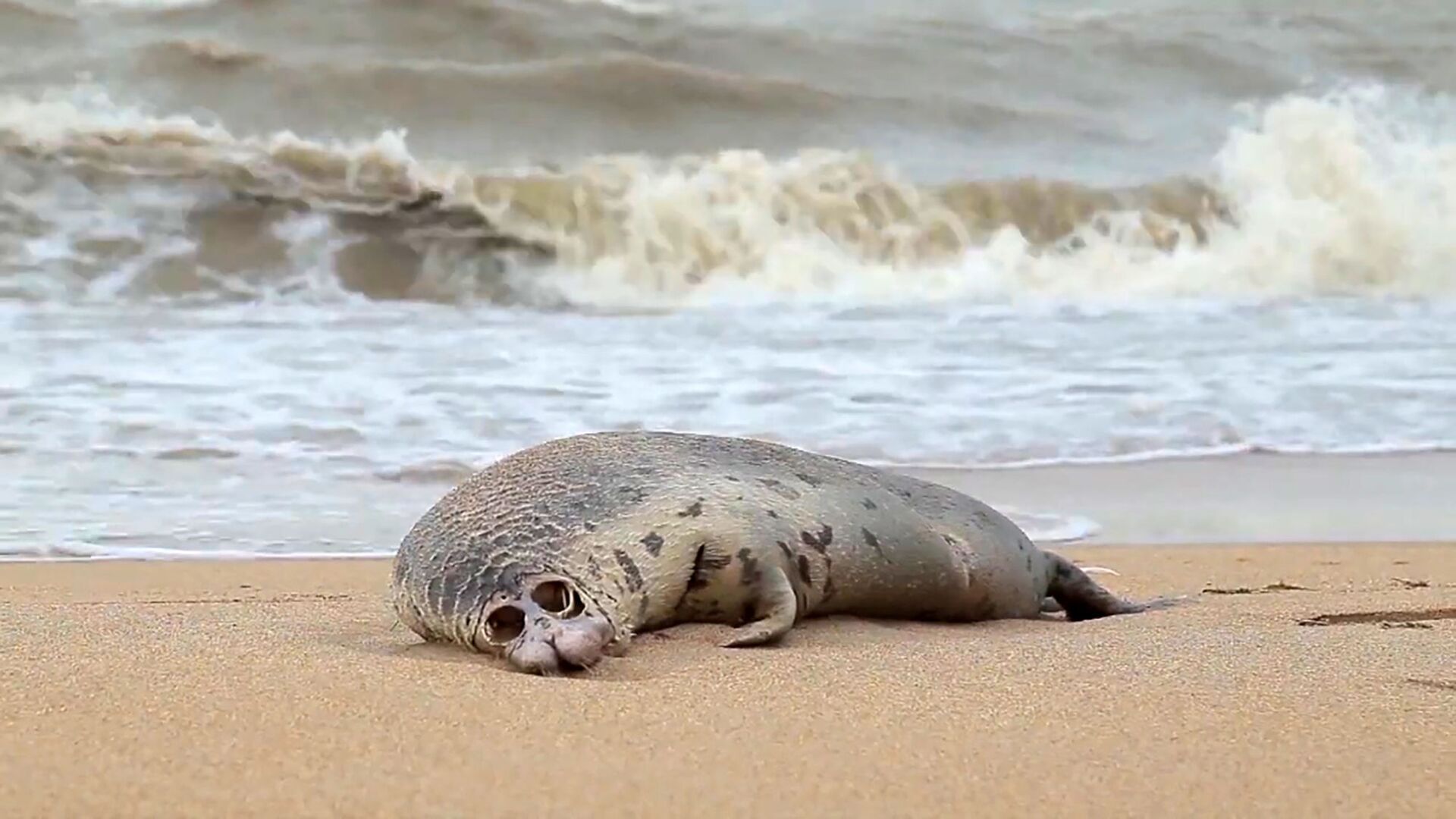 Environmental tragedy: Mass deaths of Caspian seals