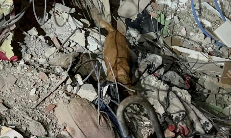 Azerbaijani rescuers pull 51 people from rubble in quake-hit Türkiye [PHOTO/VIDEO] - Gallery Image
