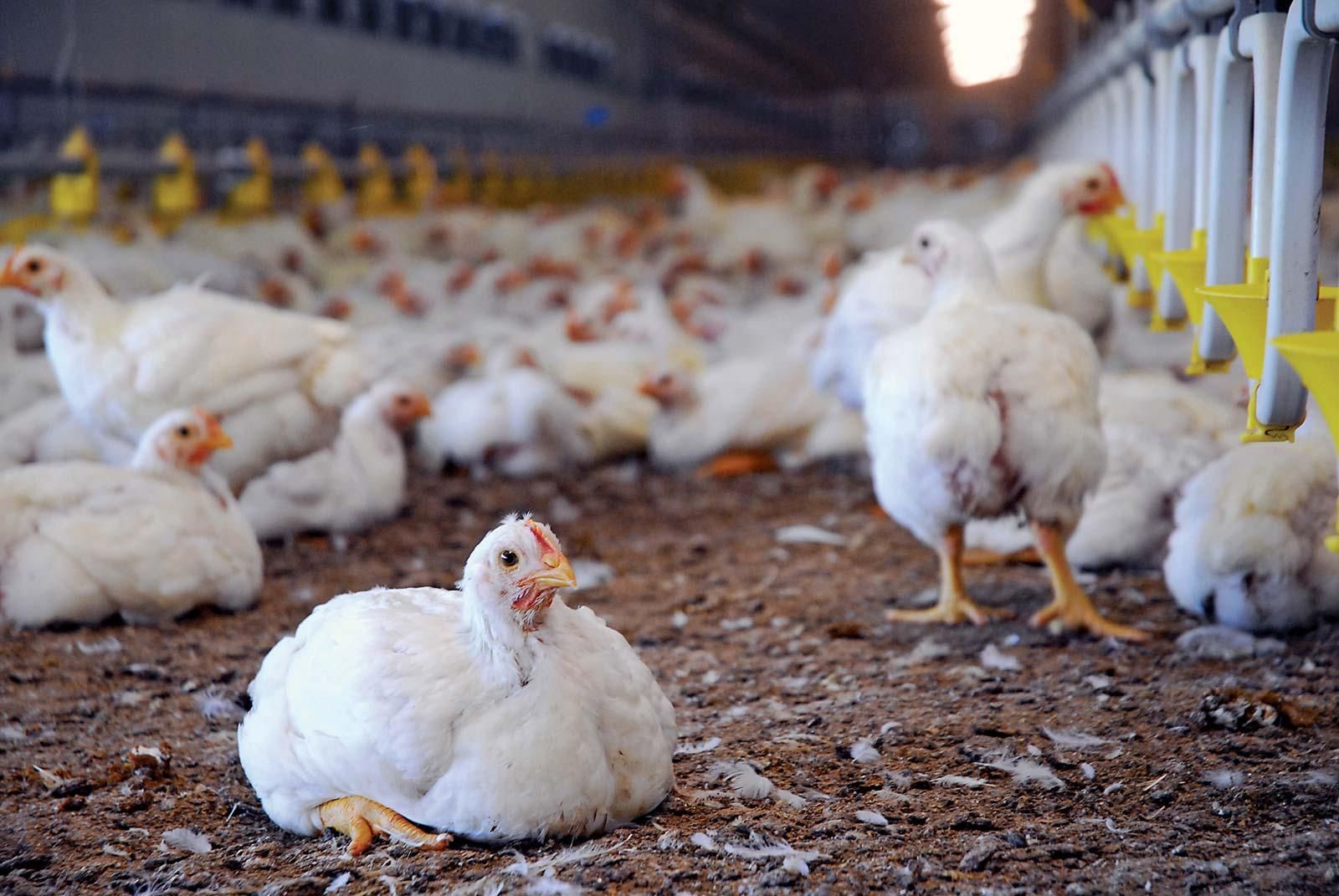 Hungarian company plans to build poultry enterprises in Uzbekistan