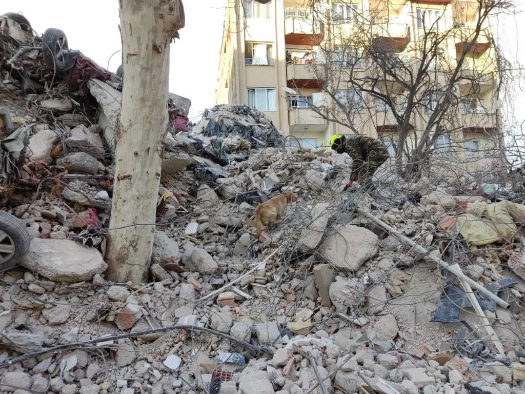 Azerbaijani rescuers continue search & rescue operations in quake-hit Turkiye [PHOTO/VIDEO] - Gallery Image