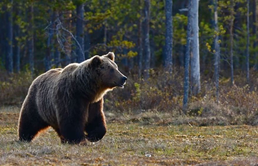More than 330 bears neutralized in Russia’s Buryatia over threat to residents