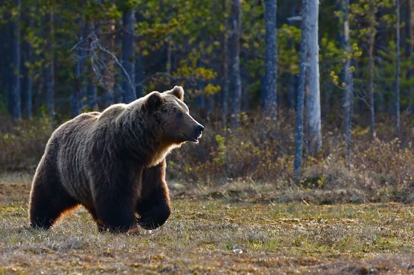 Brown bear to be excluded from Azerbaijan Red Book