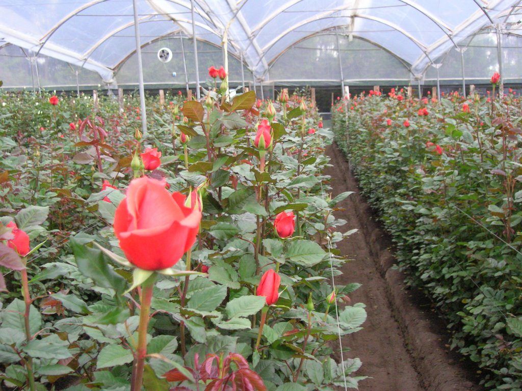 Azerbaijan is one of main flower-exporting countries to Russia
