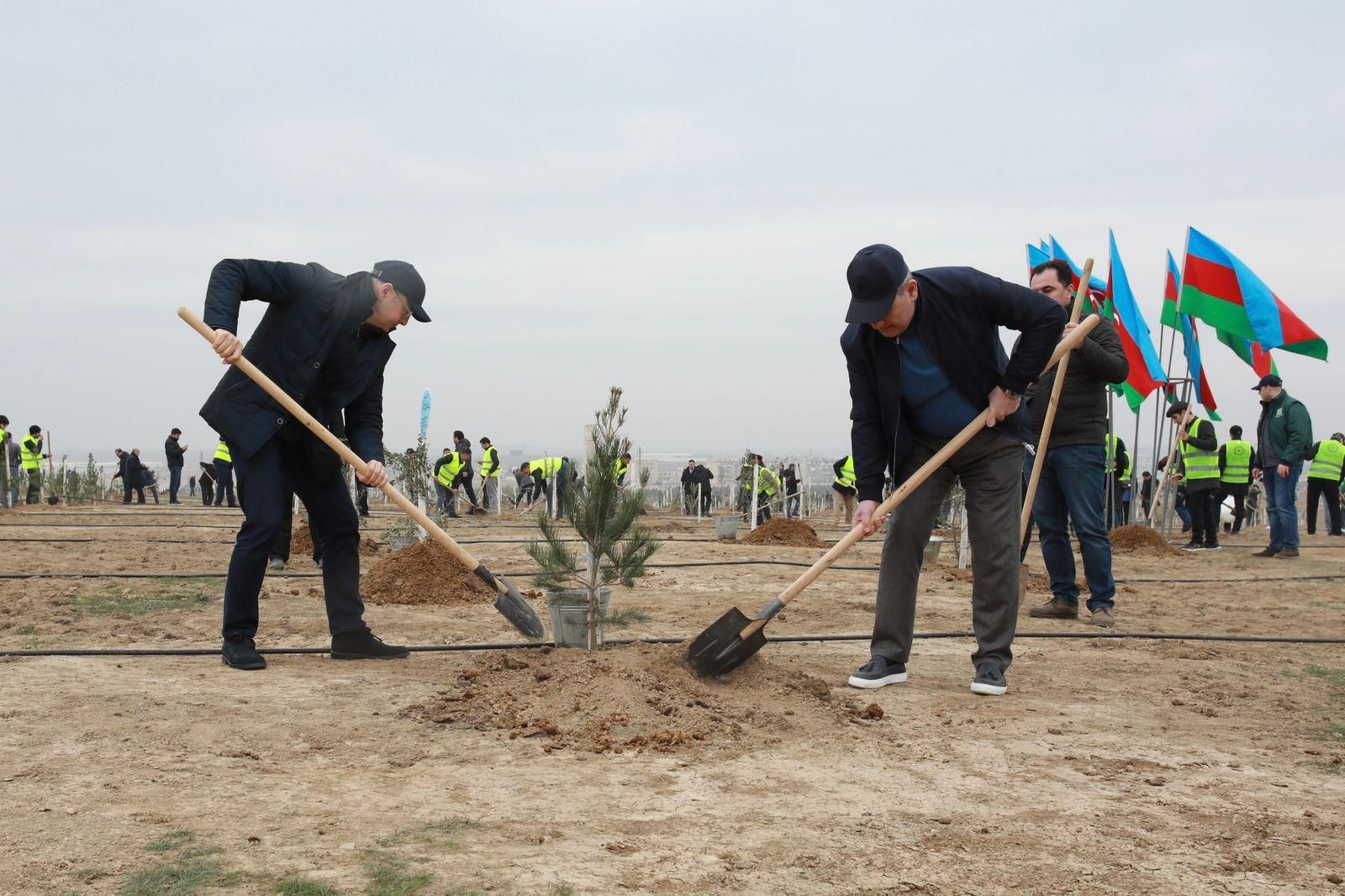 Tree planting event held in connection with 100th anniversary of Heydar Aliyev - Gallery Image