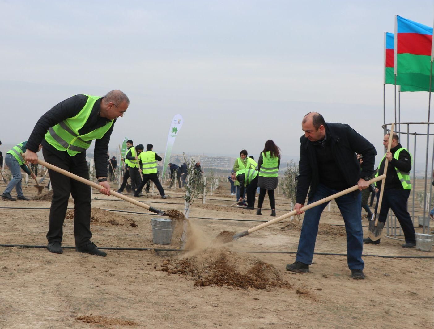 Tree planting event held in connection with 100th anniversary of Heydar Aliyev - Gallery Image