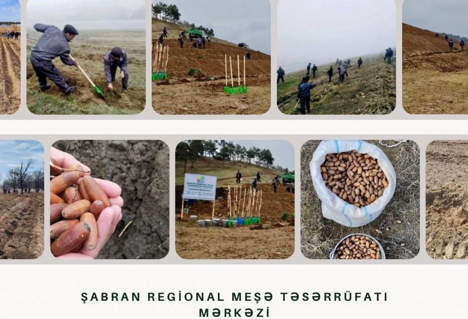 Shabran Regional Forestry Center to plant 33,000 trees