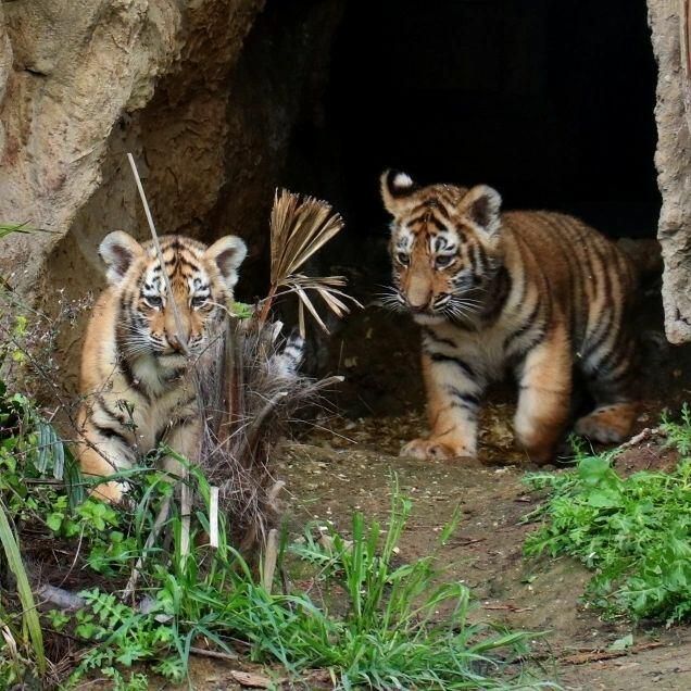 Little cubs born in Baku Zoo [PHOTOS]