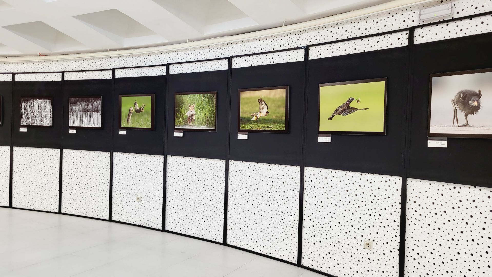Photos of Azerbaijani nature exhibited among best photos chosen for competition, says naturArt President [EXCLUSIVE] - Gallery Image