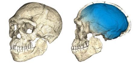 Skull belonging to Homo sapiens found in River Po - Vimarsana News