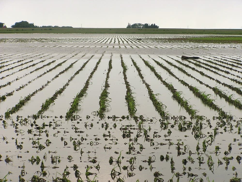 More than 1,000 acres of crops destroyed in Massachusetts by storms, floods