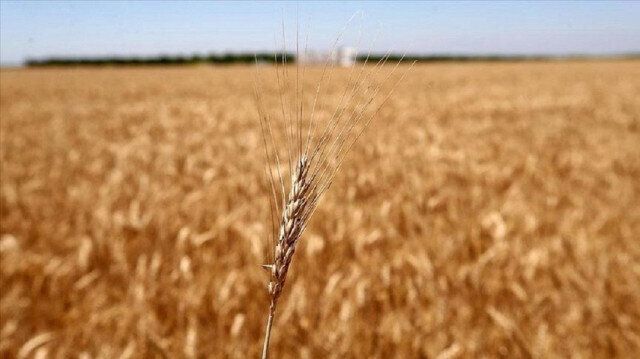 EU condemns Russia's decision to suspend grain deal despite Türkiye's efforts