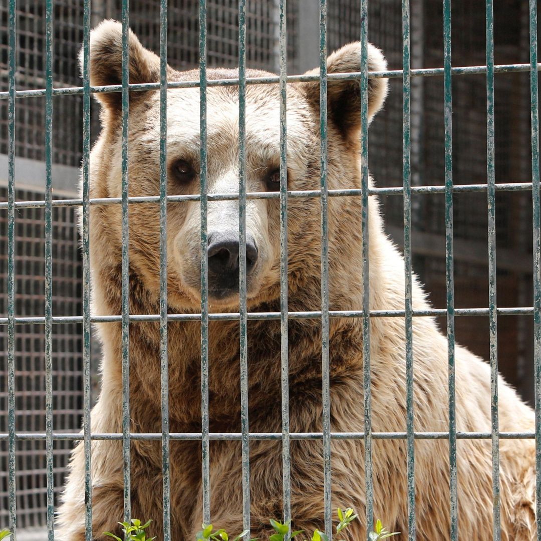 Man loses arm in bear attack in N Kazakhstan