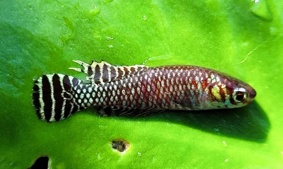 Brazilian researchers uncover new cloud fish habitats