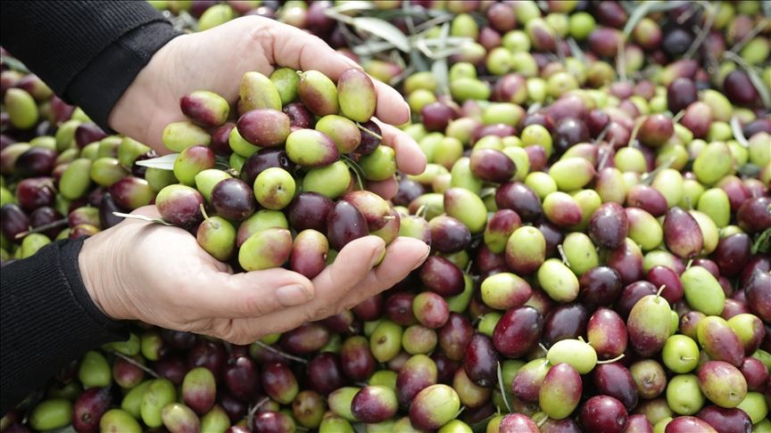 EU grants protection to Türkiye’s Milas olives