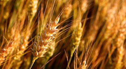 New wheat shipment transits Azerbaijan en route from Russia to Armenia