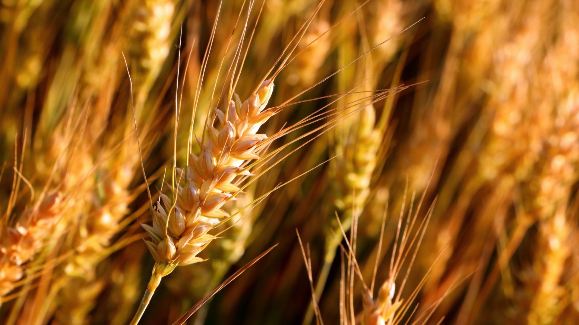 Azerbaijan grows 100k tons of food wheat through circular irrigation systems