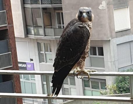 Rare falcon saved after being shot by poachers in Italy