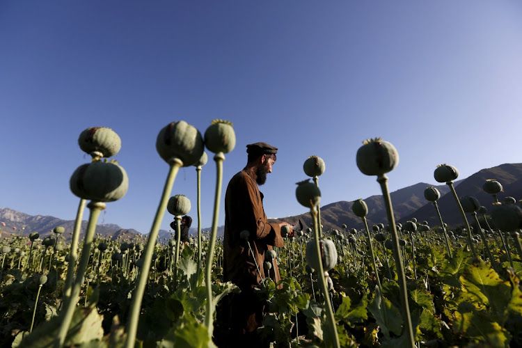 Afghanistan opium poppy supply plummets 95% after Taliban ban