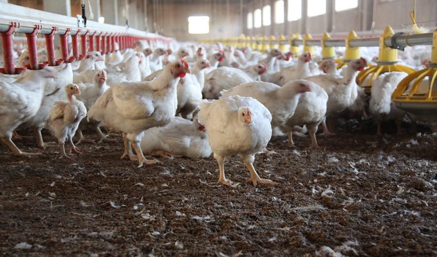 Poultry meat imports to Azerbaijan restricted from three US states
