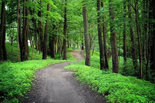 More than 112k trees planted on forest lands