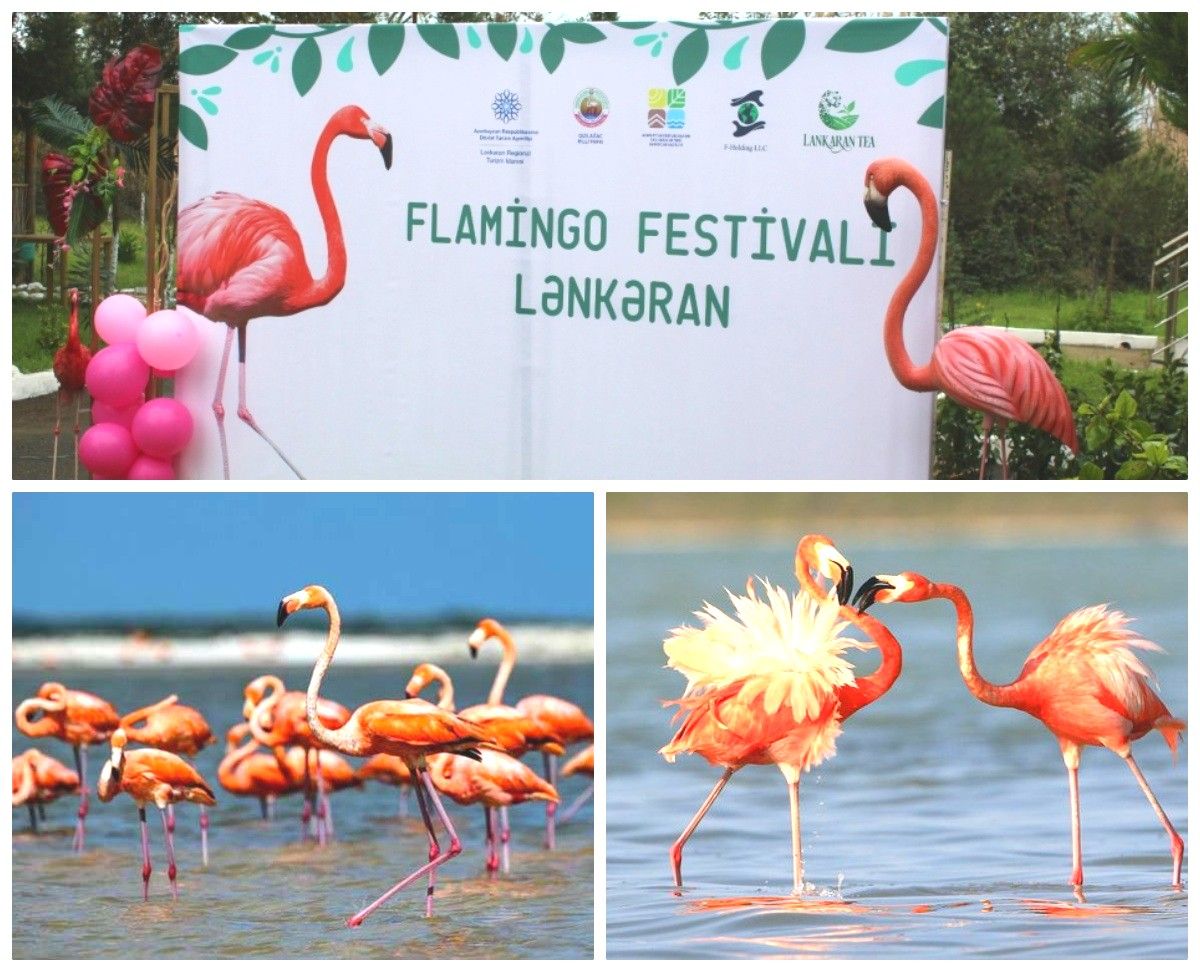 Flamingo Festival offers awe-inspiring experience for wildlife lovers [PHOTOS]