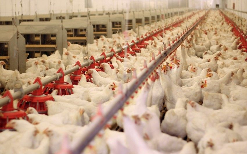 Export of poultry meat from Azerbaijan to China allowed [PHOTOS]