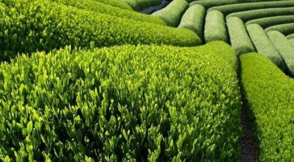 Tea exports surpass 2025 numbers by more than 20%