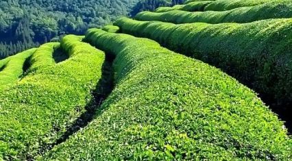 Azerbaijan's tea production shows steady recovery amid recent fluctuations