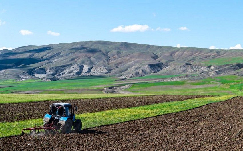 Azerbaijan's agricultural sector increases [PHOTOS]