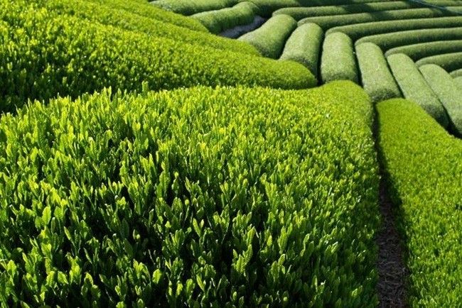 Green tea production in Azerbaijan rises as Lankaran-Astara region leads growth