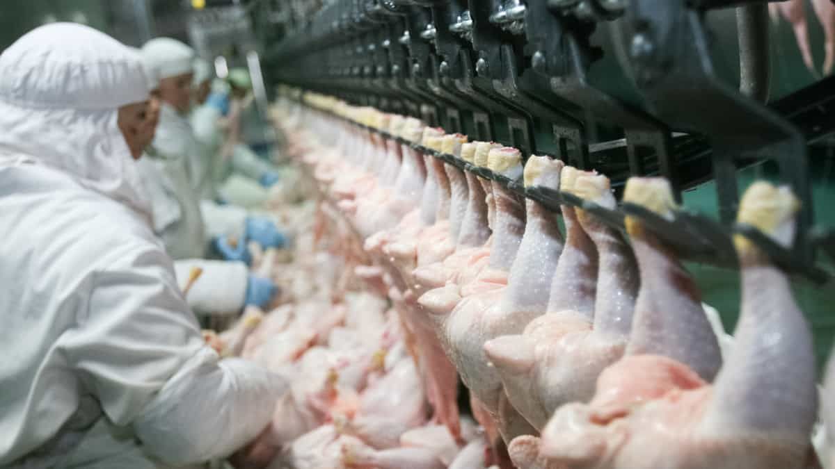 Chinese market more promising for Azerbaijani poultry products