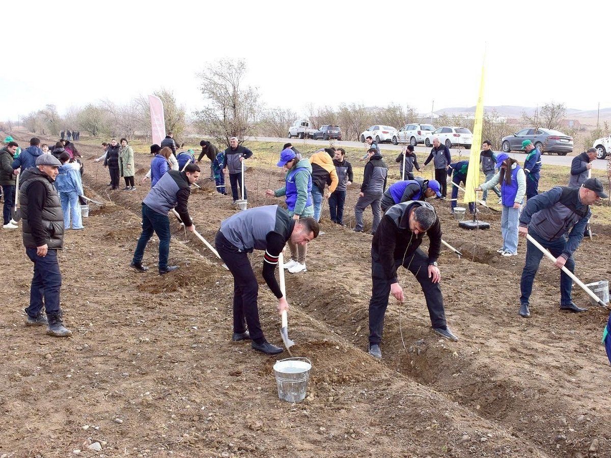 100 hectares of new green areas planted in territories liberated from occupation