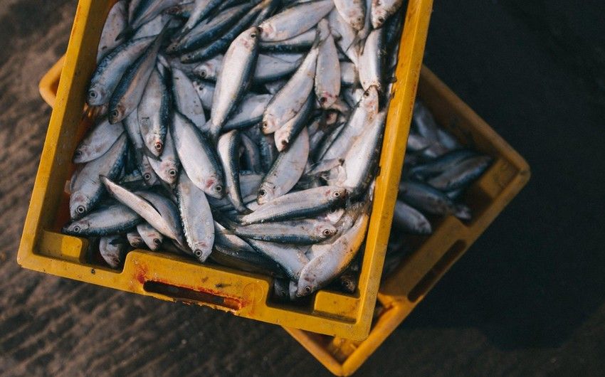 Astrakhan companies starts first supply of fish products to Azerbaijan