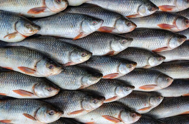 Fish prices expected to decrease