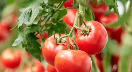 Azerbaijan resumes tomato shipments to Kazakhstan after two-year break