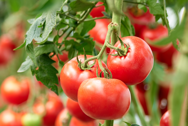 Kazakhstan imported $27.3m worth of Turkmen tomatoes