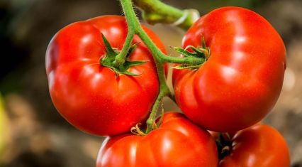 Azerbaijan holds top-13 global tomato export position amid market softening