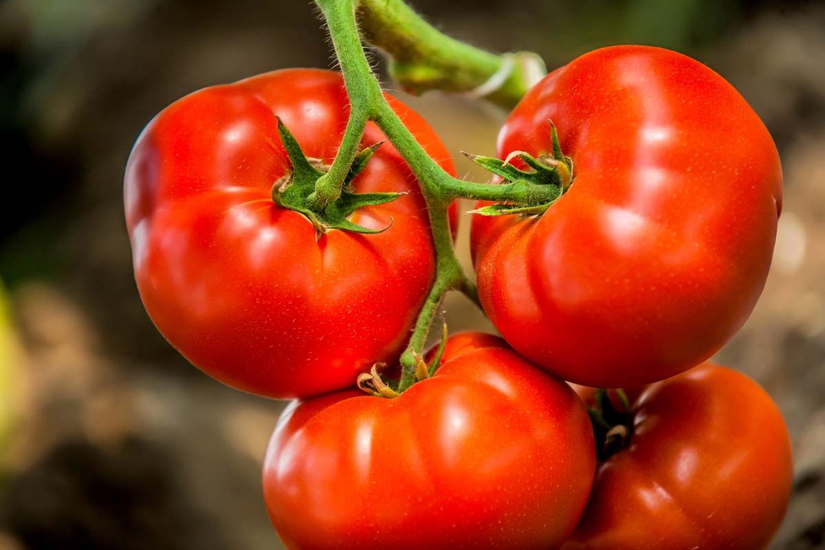 Azerbaijan sharply increases its purchase of tomatoes from Turkiye