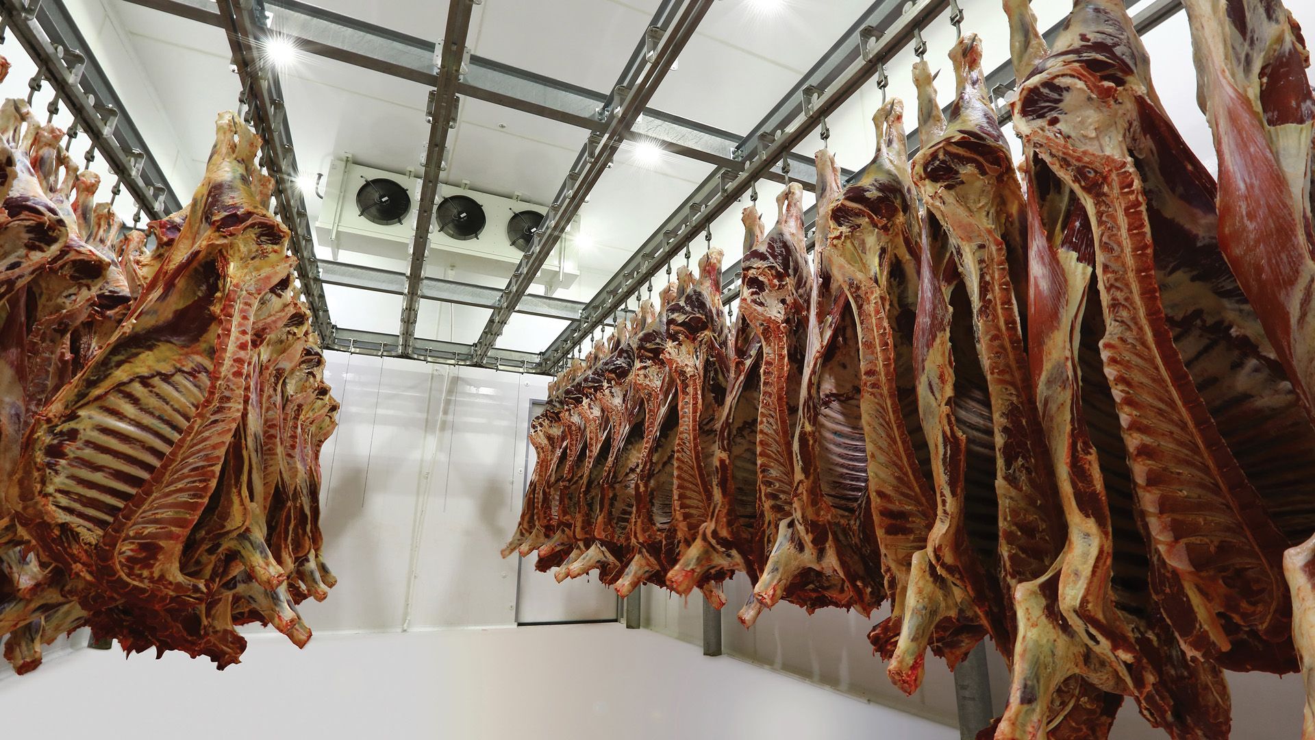 Azerbaijani farmers make miracles in red meat production