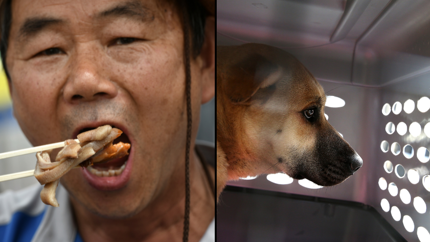 South Korea's parliament passed law banning dog eating