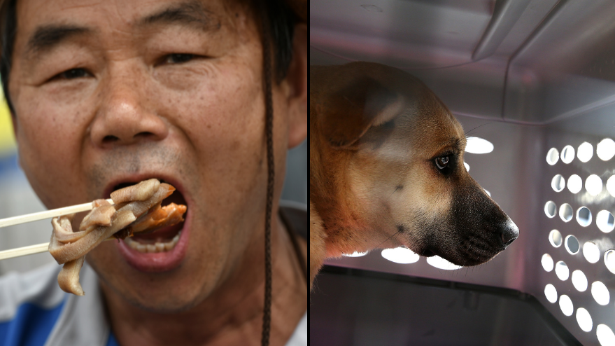 Korean eat dogs store