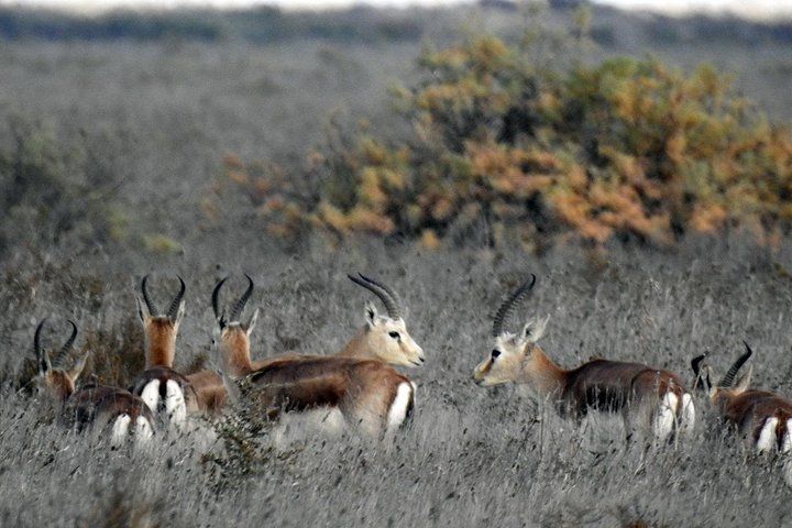 Azerbaijan government presents 16 gazelles to Georgia