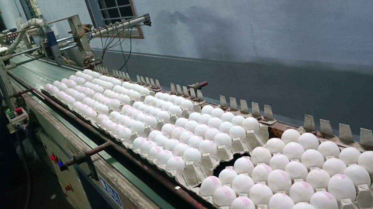 Azerbaijan starts to export breeding eggs to Kuwait for first time