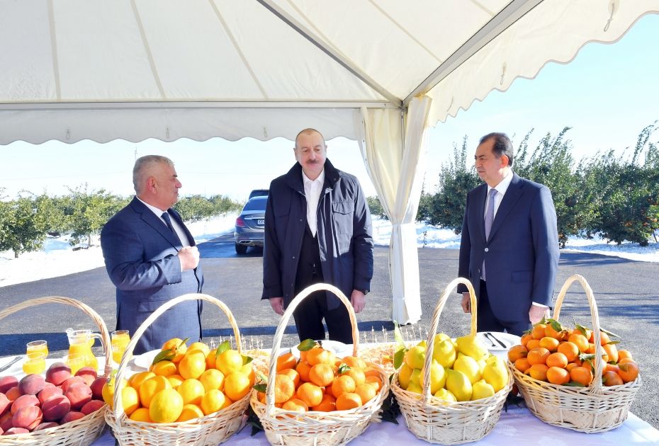 President Ilham Aliyev views conditions created in "Lenk Frut" citrus garden in Lankaran district [PHOTOS/VIDEO]