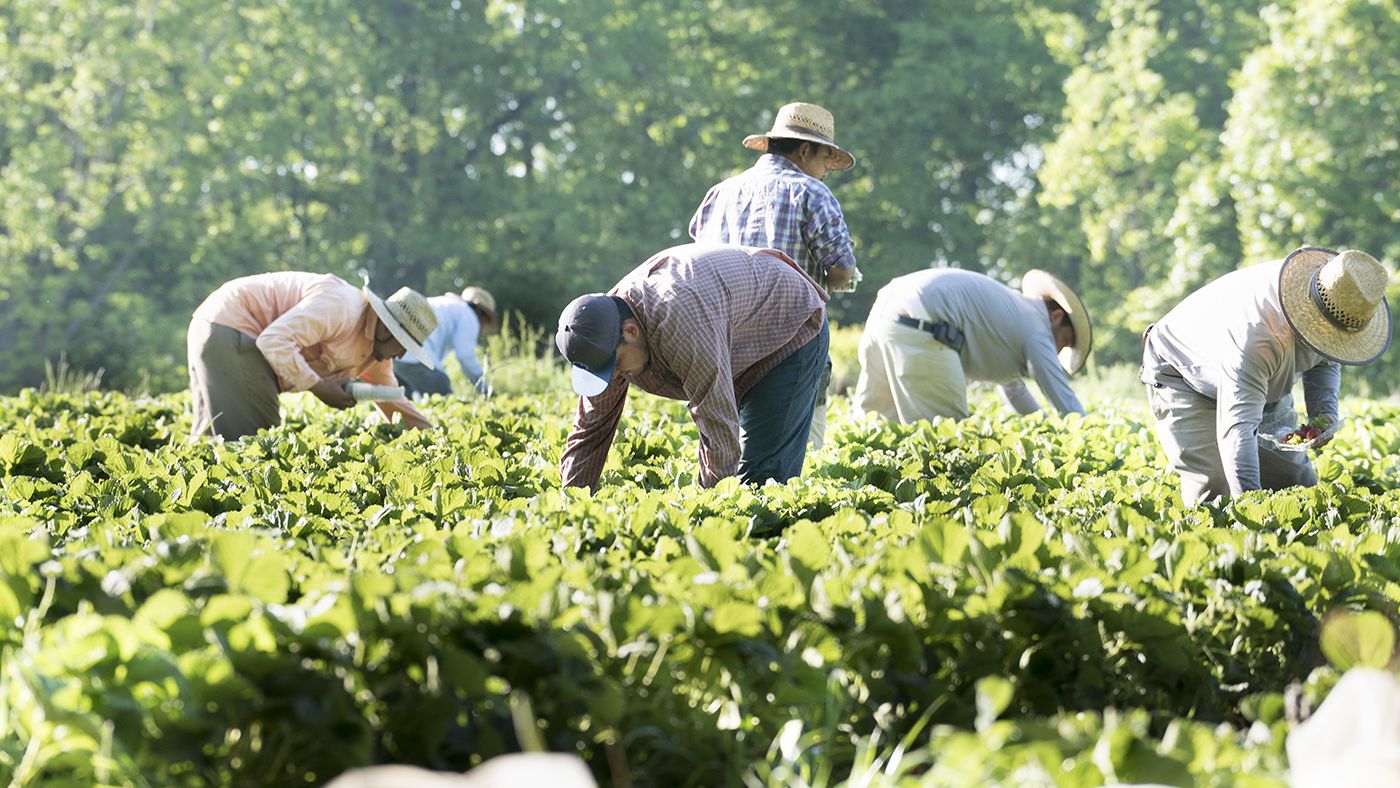 Growth indicated in production of Azerbaijan's agricultural products