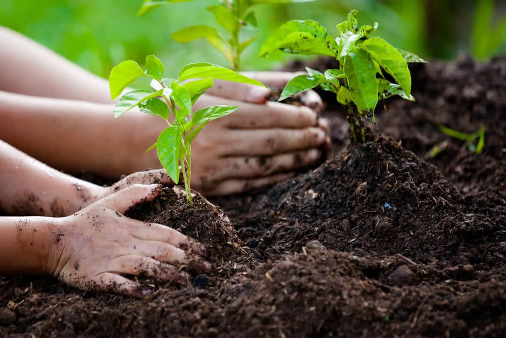 Azerbaijan plans to plant 5 million trees in Green World Solidarity Year